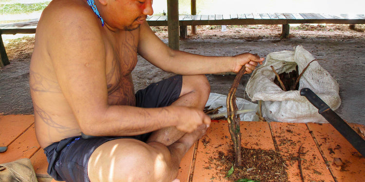 Katukina tribesman shaving Ayahuasca vine to prepare spiritual rapé for ceremonial use