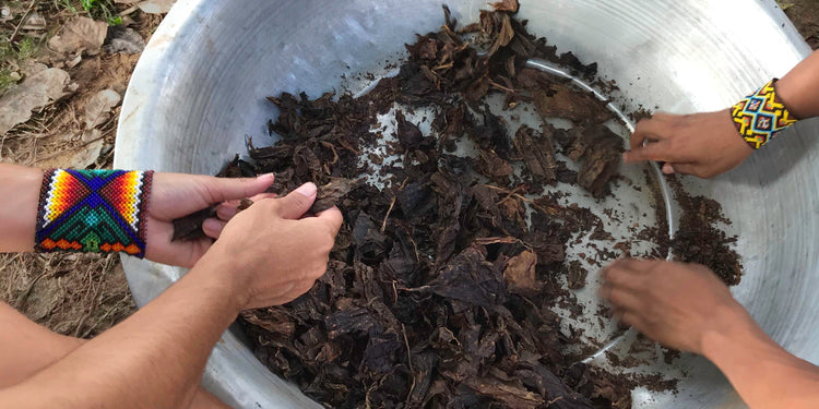 Katukina tribe members hand-preparing healing rapé with jungle tobacco leaves
