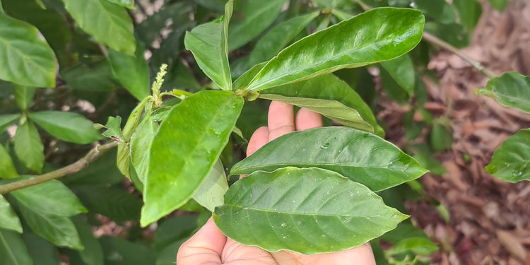 Wild Tabernaemontana sananho plant used for making traditional sananga eye drops