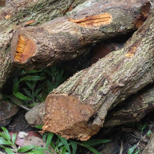 Ayawaska (Ayahuasca) Cut Vines on Jungle Floor (Banisteriopsis caapi)