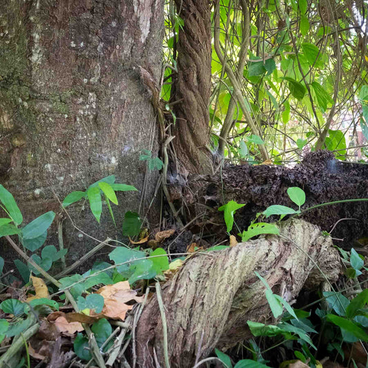 Ayawaska (Ayahuasca) Vines on tree and Jungle Floor (Banisteriopsis caapi)