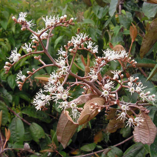 Canela de Velho Plant Miconia albicans for Rapé Rapeh Hapé