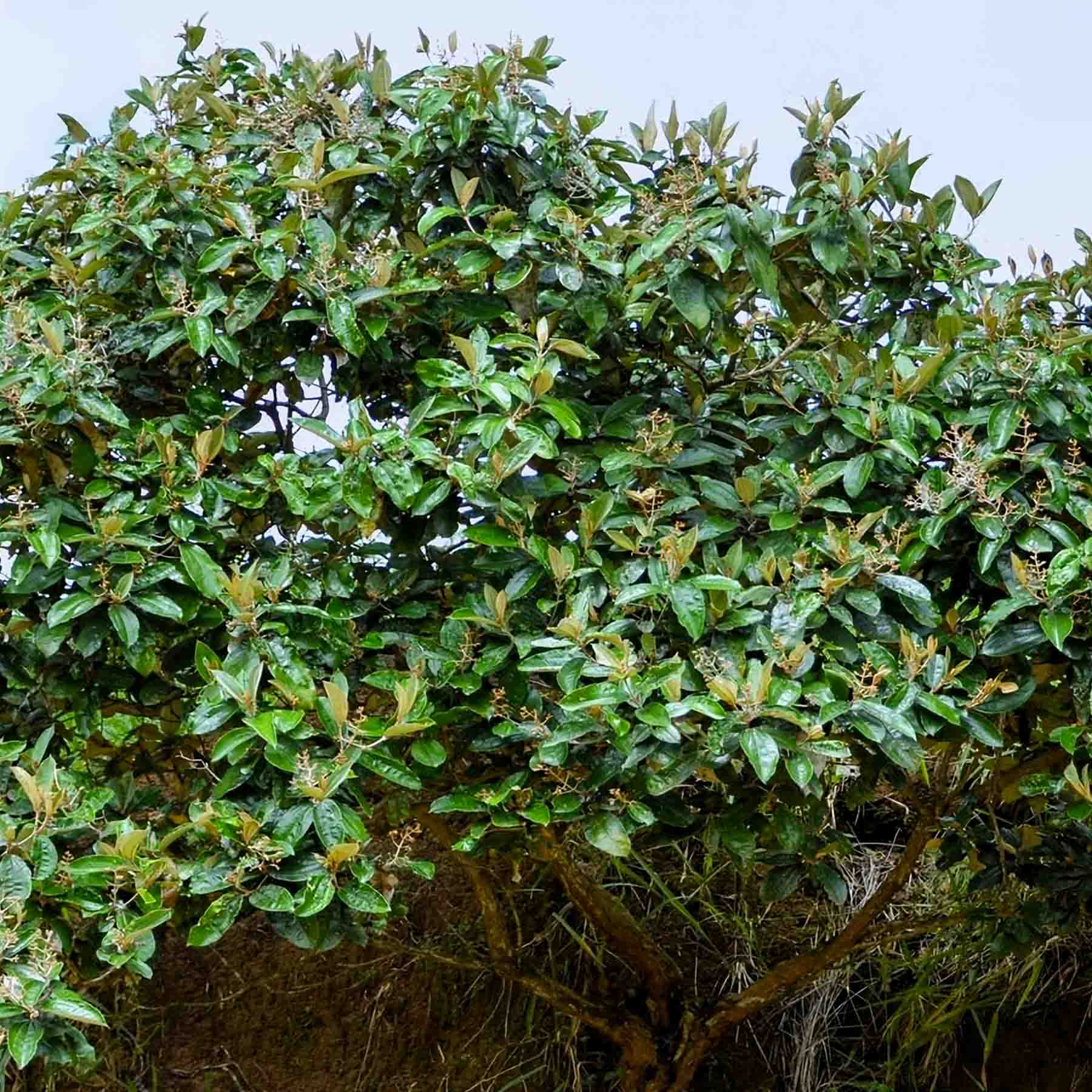 Canela de Velho Bush Miconia albicans for Rapé Rapeh Hapé