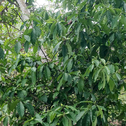 Hunu Kuin The Queen of the Forest Chacruna Bush