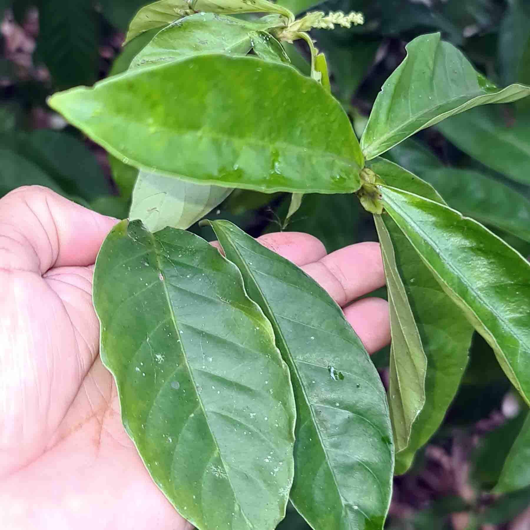 Hunu Kuin The Queen of the Forest Chacruna Leaves and Hand