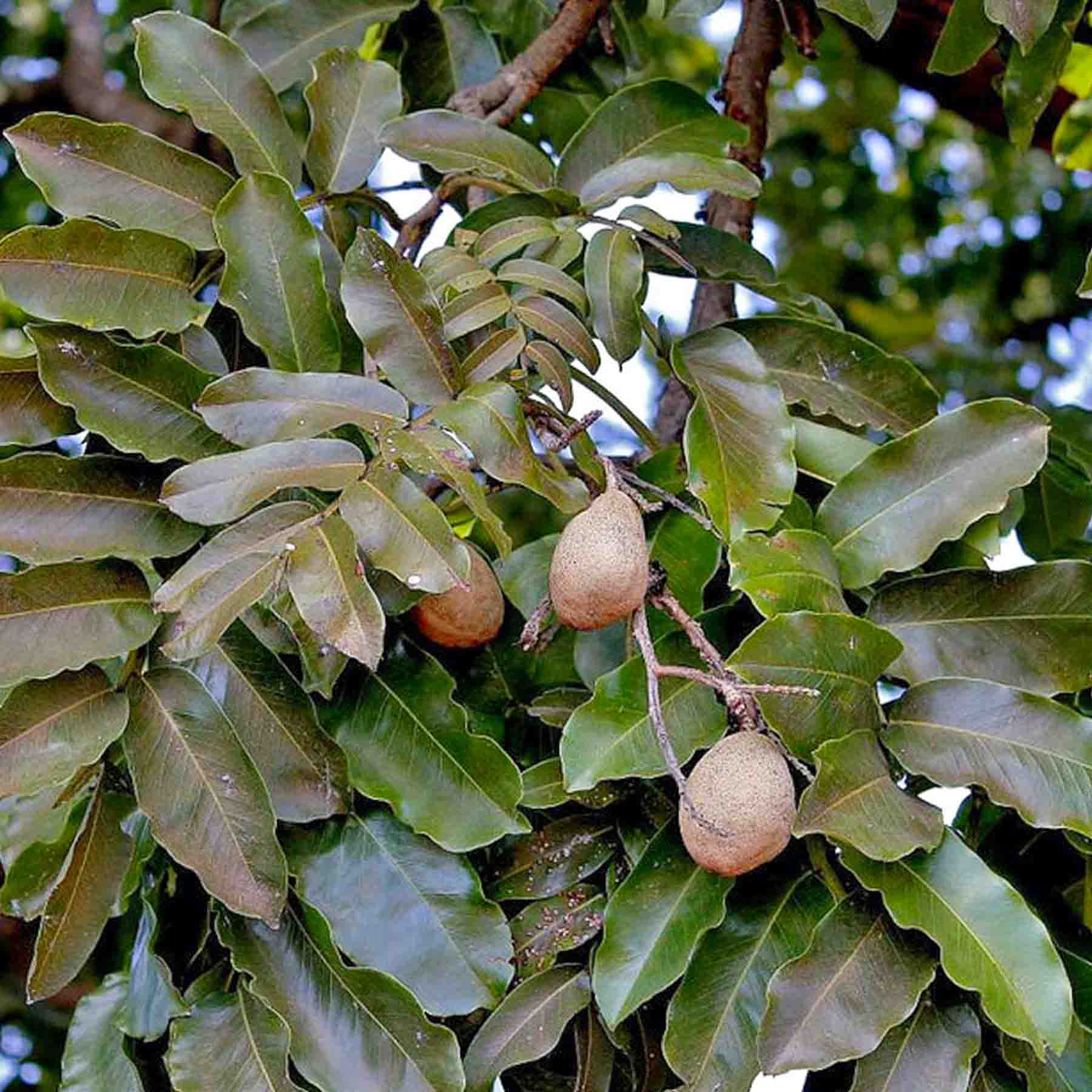 Hunu Kuin The Queen of the Forest Cumuru Tree with Fruit