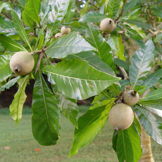 Puyanawa Jenipapo Hapé