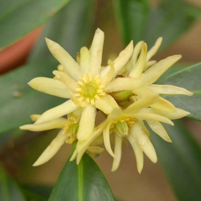 Aniz Hapé – Katukina Tribe