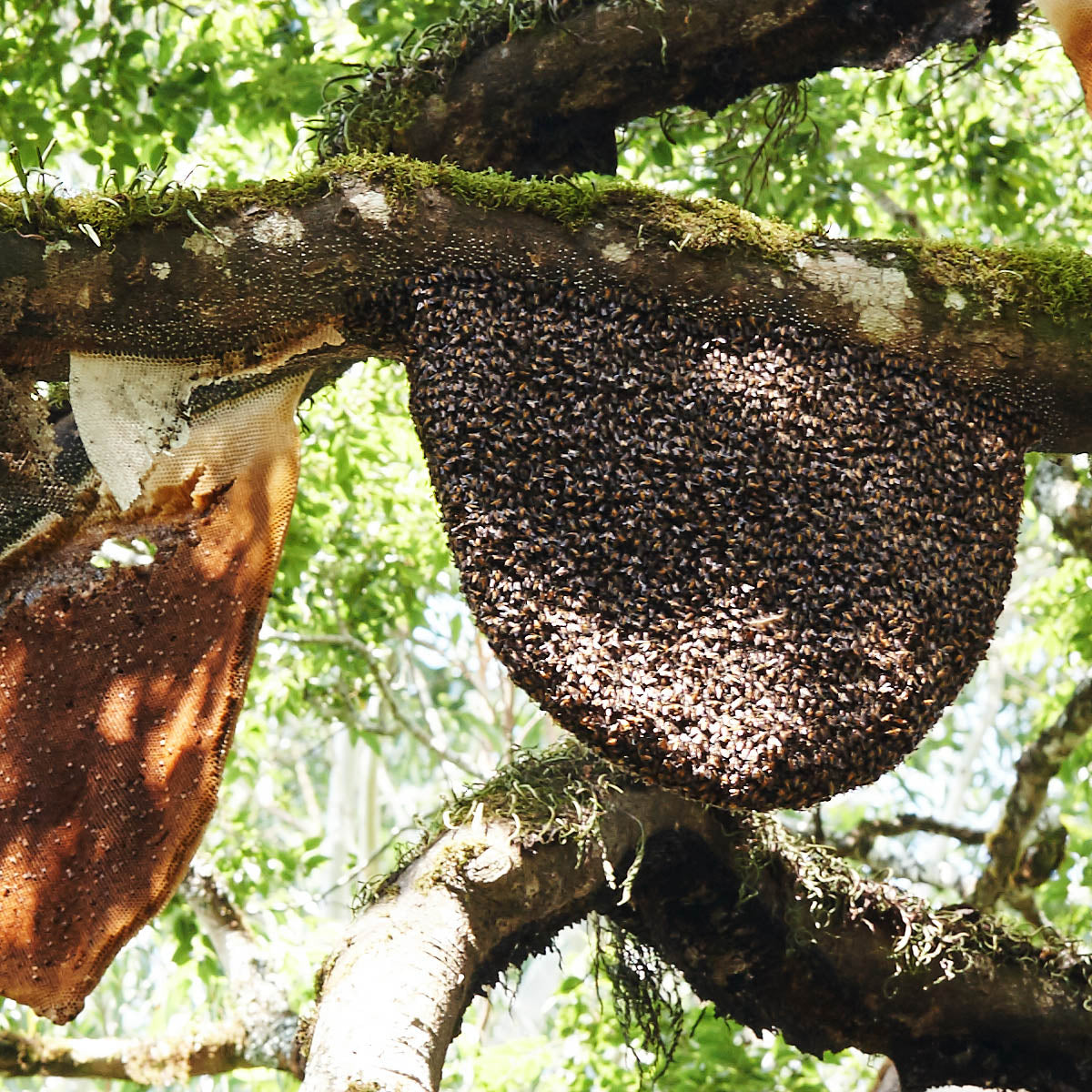 Wild honeycomb in jungle tree — fermentation ingredient in Katukina Tsunu Extra Strong rapé