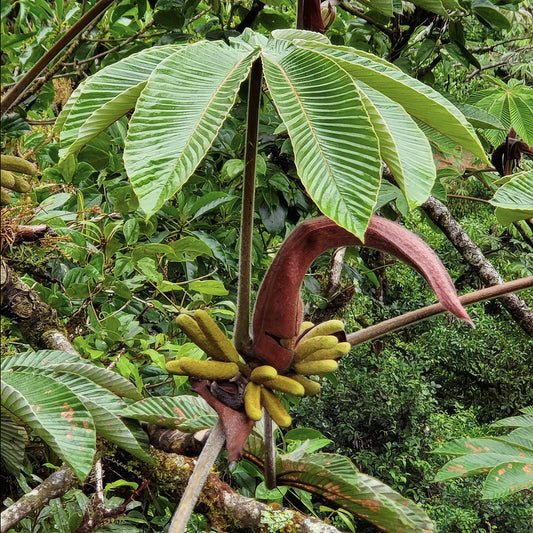 Cecropia angustifolia tree bearing fruit in the Amazon rainforest — the key botanical in Kuntanawa Iutikawa Hapé