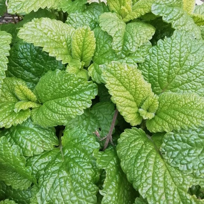 Lemon Balm (Melissa officinalis) — one of six sacred herbs in Katukina Tsunu Six Herbs Hapé