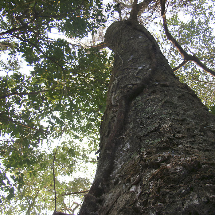 Pau Pereira tree (Geissospermum laeve) — pale yellow bark, Acre, Brazil