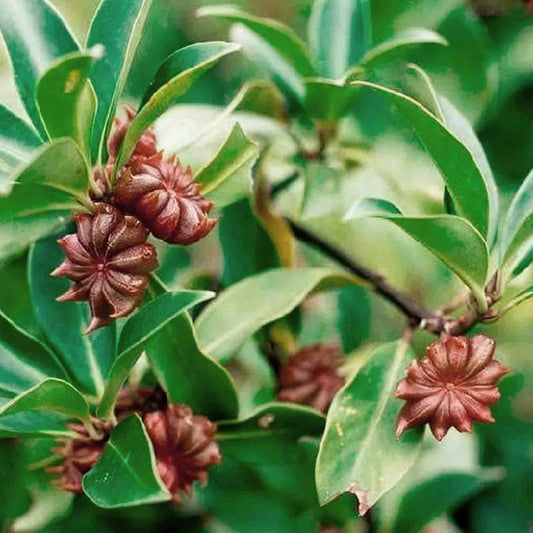 Star Anise (Illicium verum) for making Katukina Six Herbs Hape Snuff