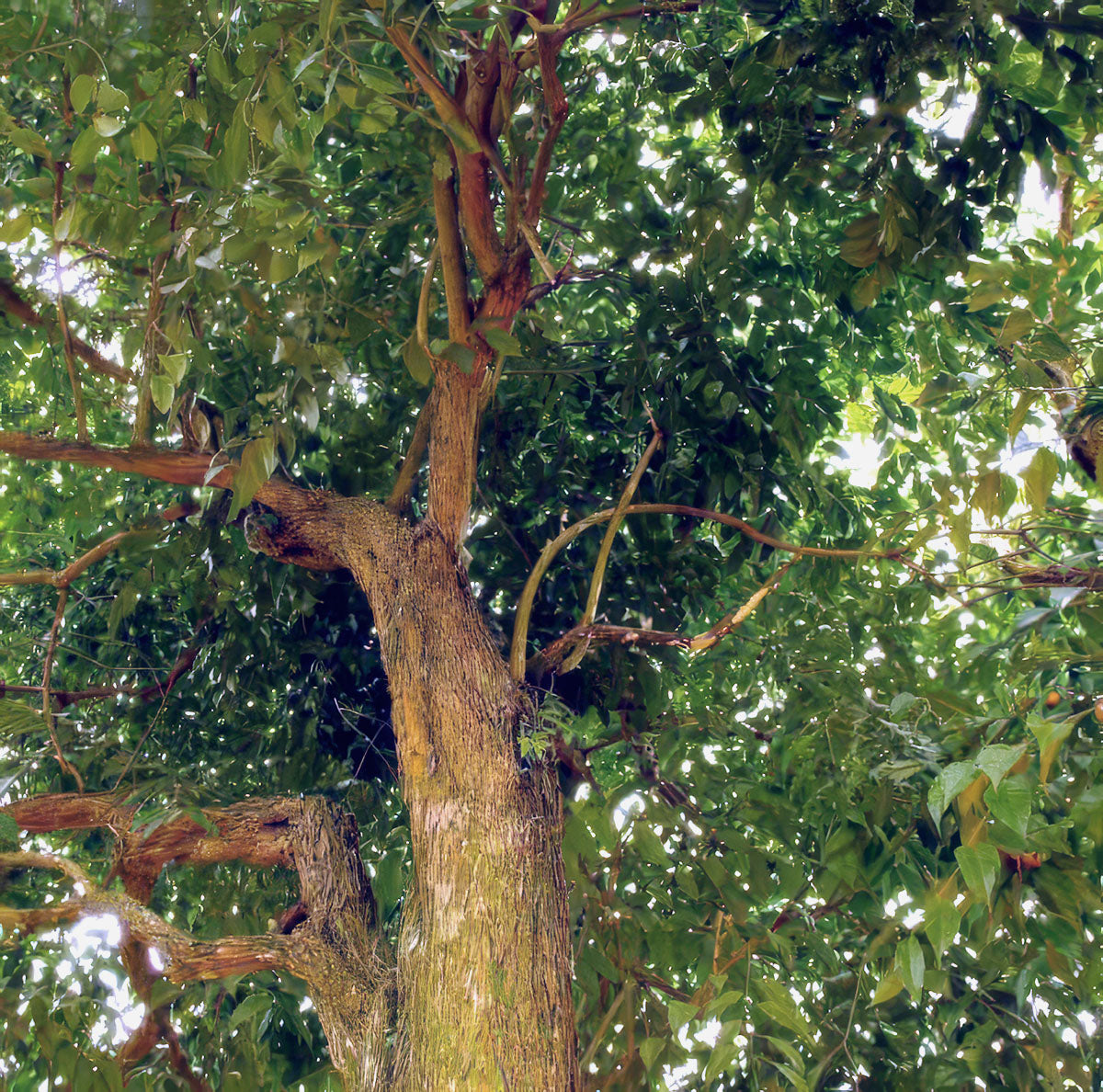 Tsunu (Platycyamus regnellii) tree in the Amazon rainforest, Acre, Brazil