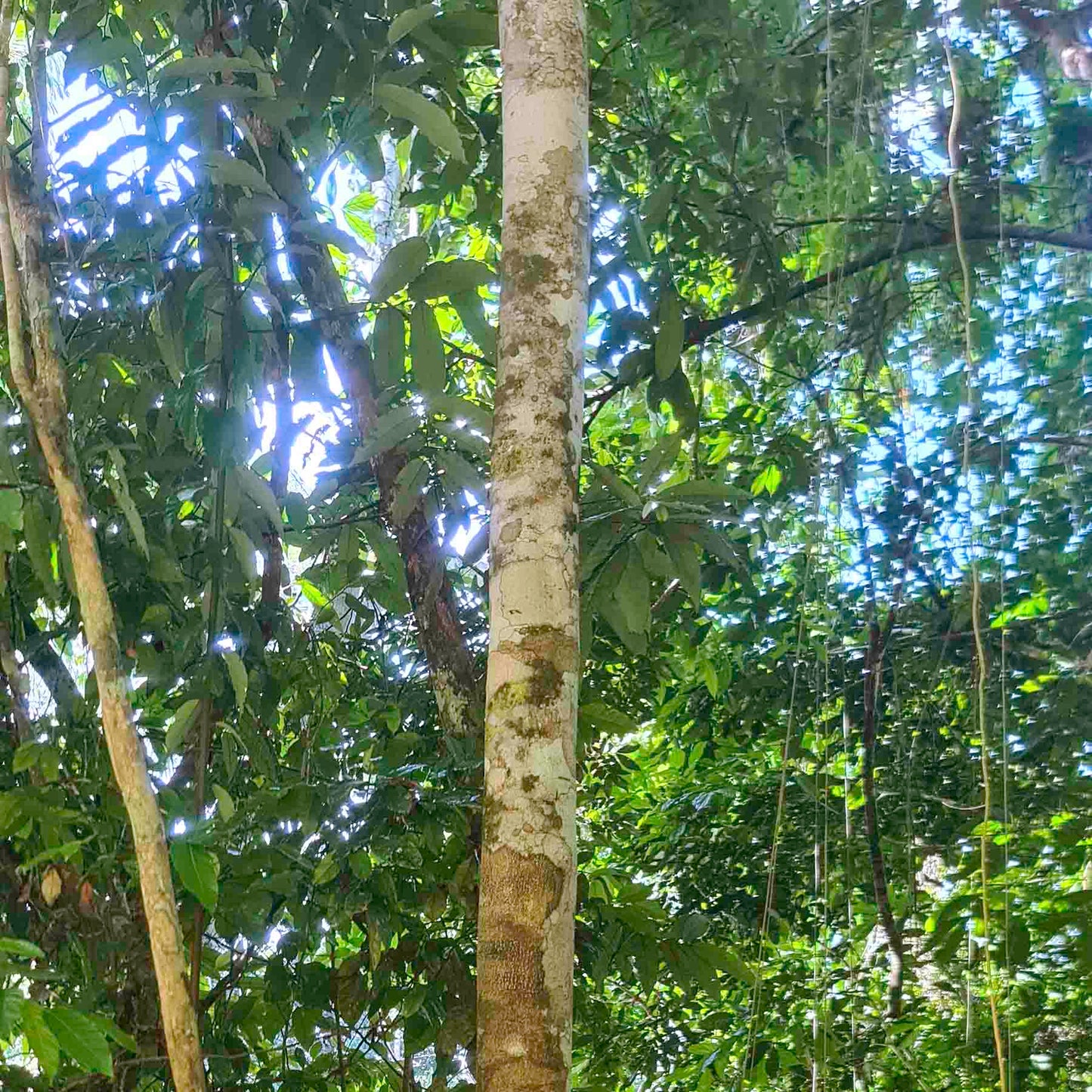 Tsunu (Tsono) Tree Top Part Amazon Jungle