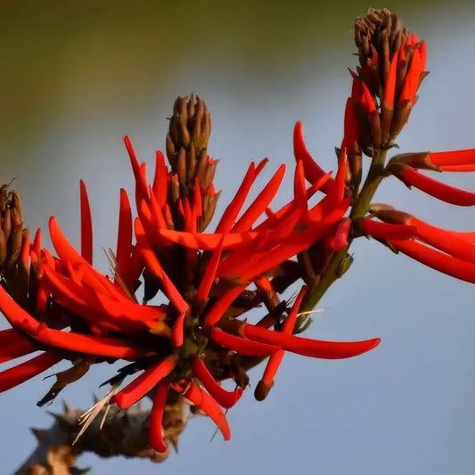 Erythrina mulungu flowers — vivid red tubular blooms of the Coral Tree used in Yawanawa Mulungu Rapé