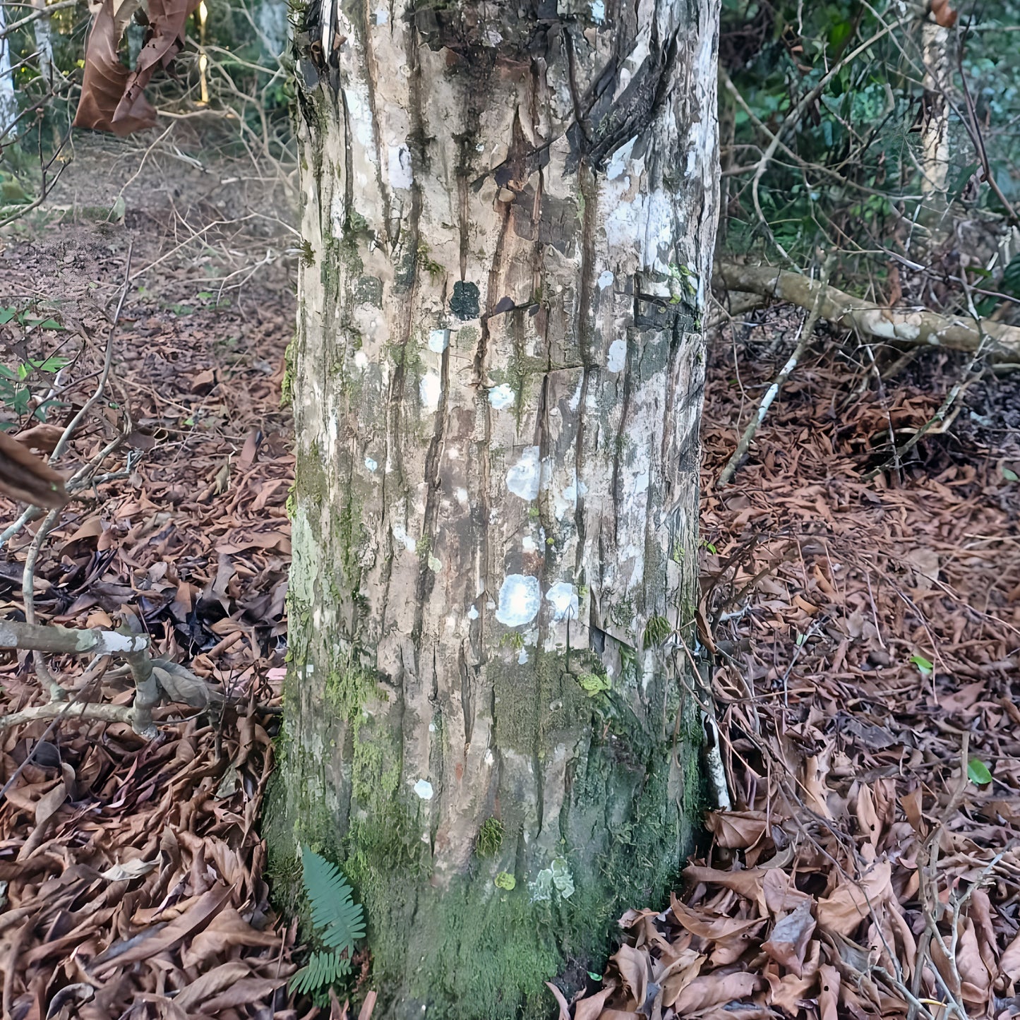 The base of a Pau Pereira tree in the forest of Acre, Brazil — pale, lichen-mottled bark rising from the leaf litter