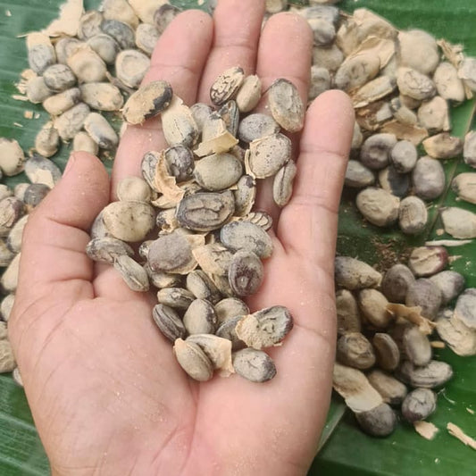 Katukina • Cumaru Rapeh | Healing | Sacred Medicine | United States / 2