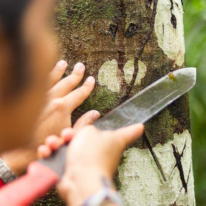 Aikanã • Dragon Blood Sap dragon blood benefits oral health aikanã people