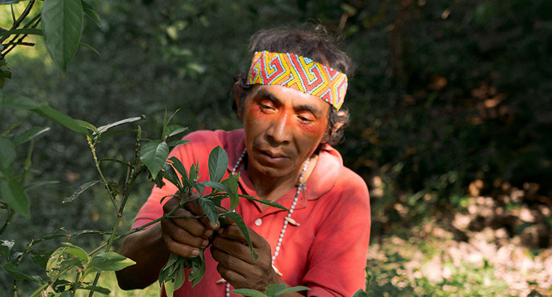 Medicine maker collecting plants by hand in the forest, Acre, Brazil