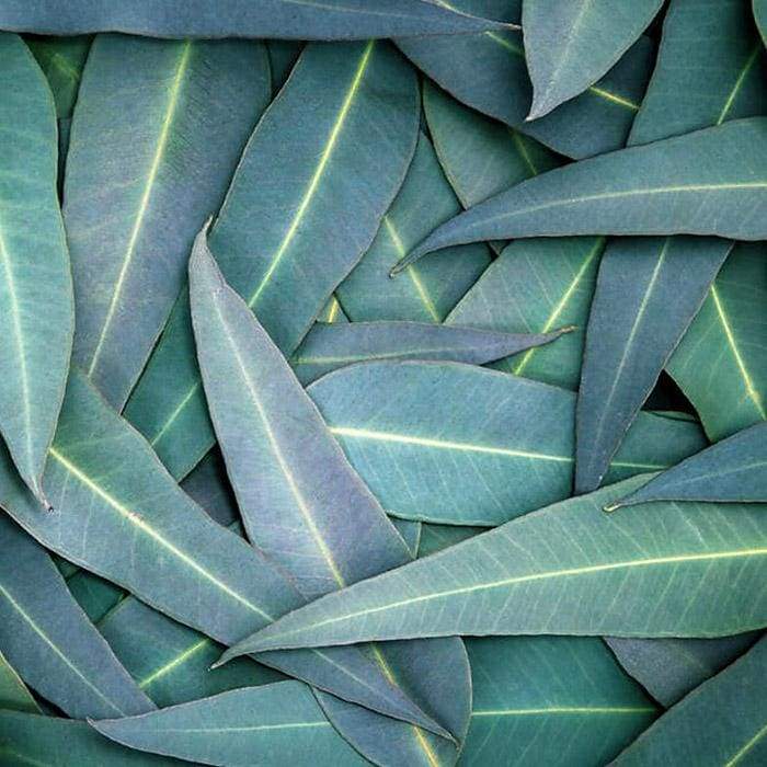 Yawanawá • Katsaral Rapeh katsaral rapeh huni kuin tribes plant