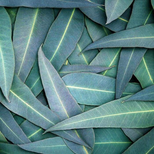 Nissural leaves — one of six sacred herbs in Katukina Tsunu Six Herbs Hapé