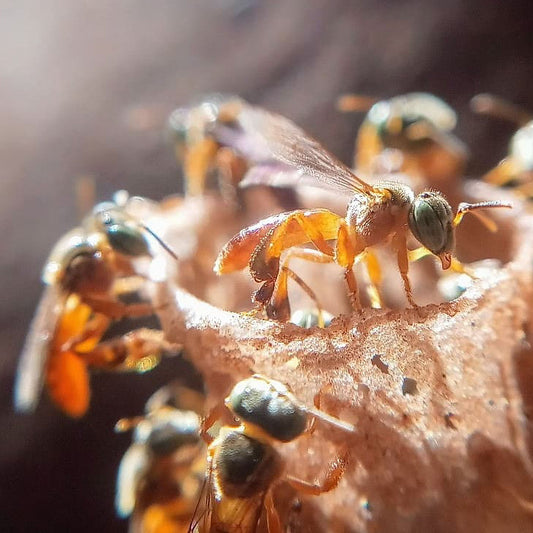 Close-up of Melipona scutellaris (Uruçu) stingless bees collecting propolis in Brazil for traditional Amazonian medicine