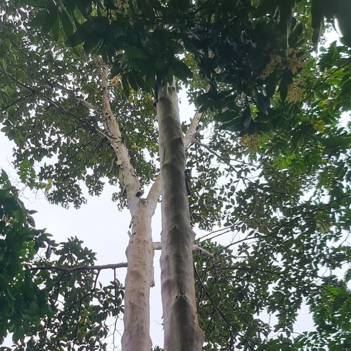 Mulateiro Tree, Acre Brazil