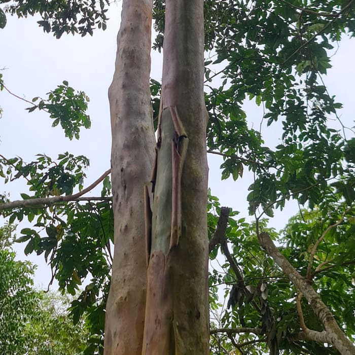 Mulateiro Tree, Acre Brazil