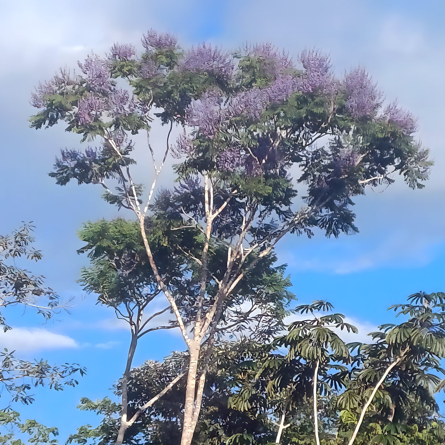 A tall murici tree in bloom, its purple blossoms rising above the Amazon rainforest canopy against a clear blue sky