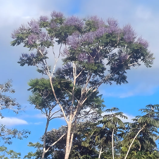 A tall murici tree in bloom, its purple blossoms rising above the Amazon rainforest canopy against a clear blue sky