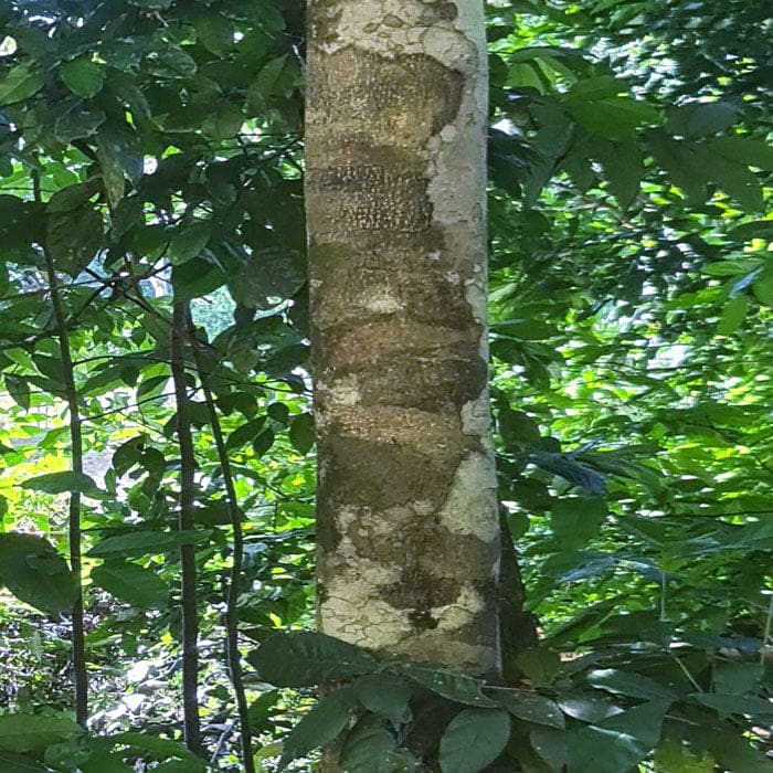 Nukini • Rapeh | Fortifying | Sacred Medicine | United States / 5