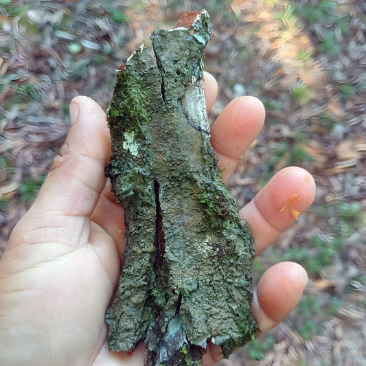 A moss-covered piece of fallen Pau Pereira wood held in the hand, Acre, Brazil — the wood the Katukina burn to ash for Pau Pereira rapé