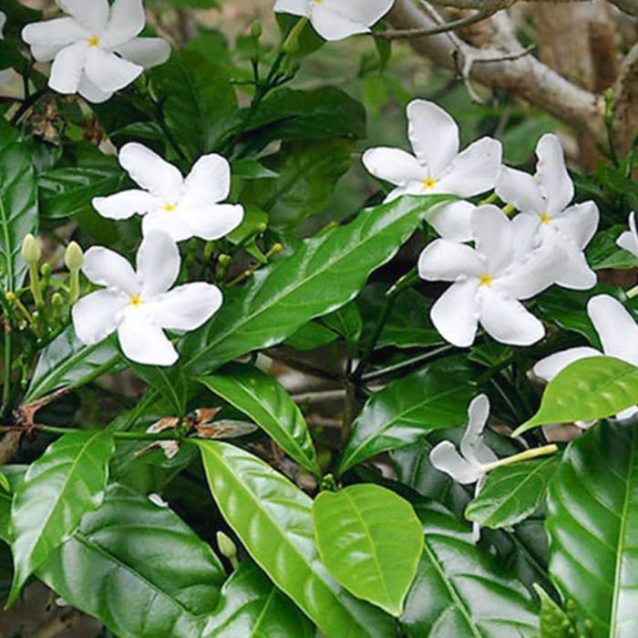 Katukina Sananga Hapé