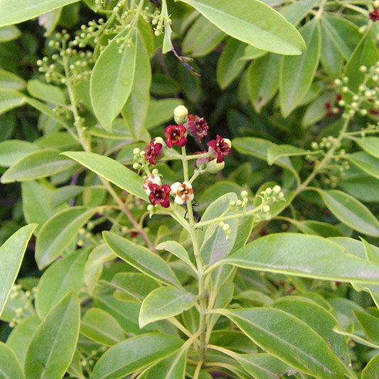 Kuntanawa Tipi Hapé