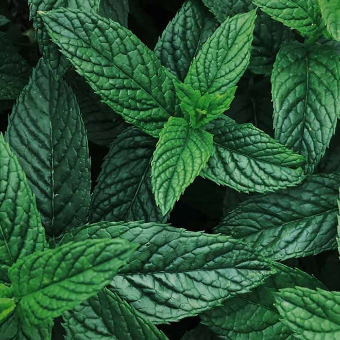 Mint plant for making Katukina Six Herbs Hape Snuff