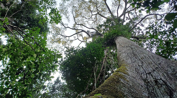 Looking up at a mighty Amazonian tree, a reminder of the sacred forest plants used to create Rapé.