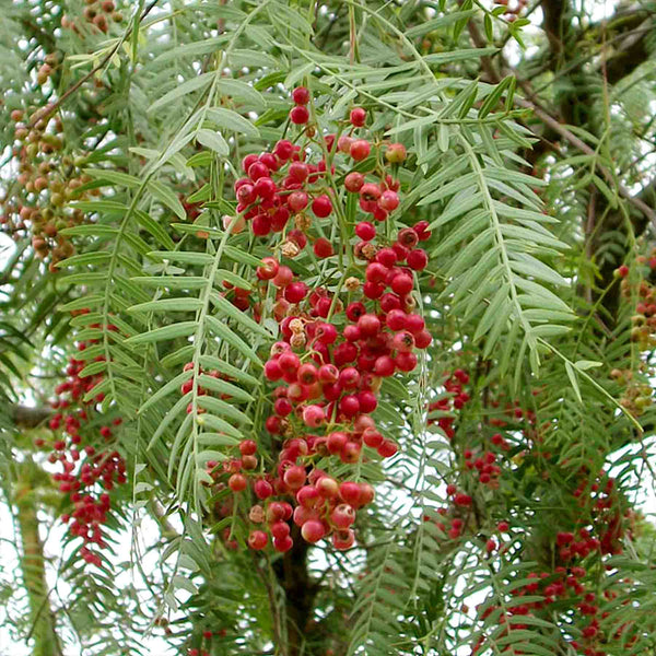 Aroeira (Schinus terebinthifolia) branch with red berries, a key botanical in Yawanawá Força Feminina rapé