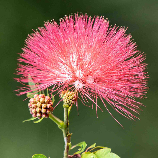 Bobinsana flower (Calliandra angustifolia) close-up, key botanical ingredient in Yawanawa Bobinsana rapé