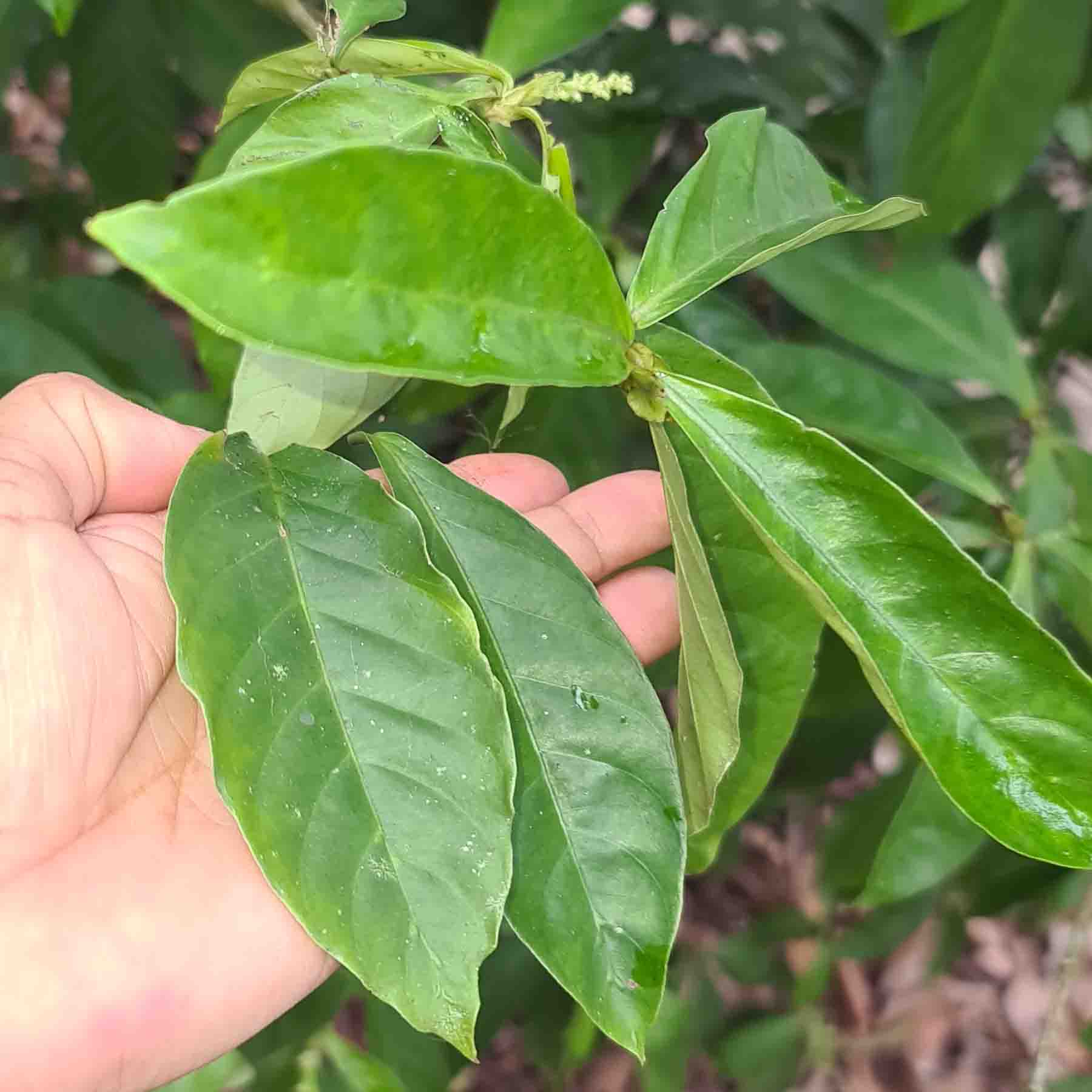 Chacruna Leaves and Hand (Psychotria viridis)