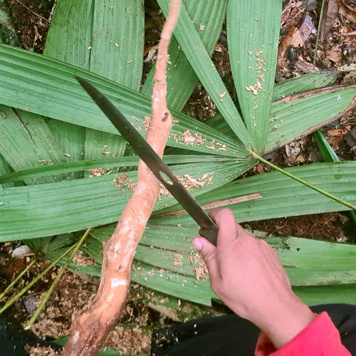 Sananga الجذر (Tabernaemontana sananho) في الغابة مع يد الإنسان