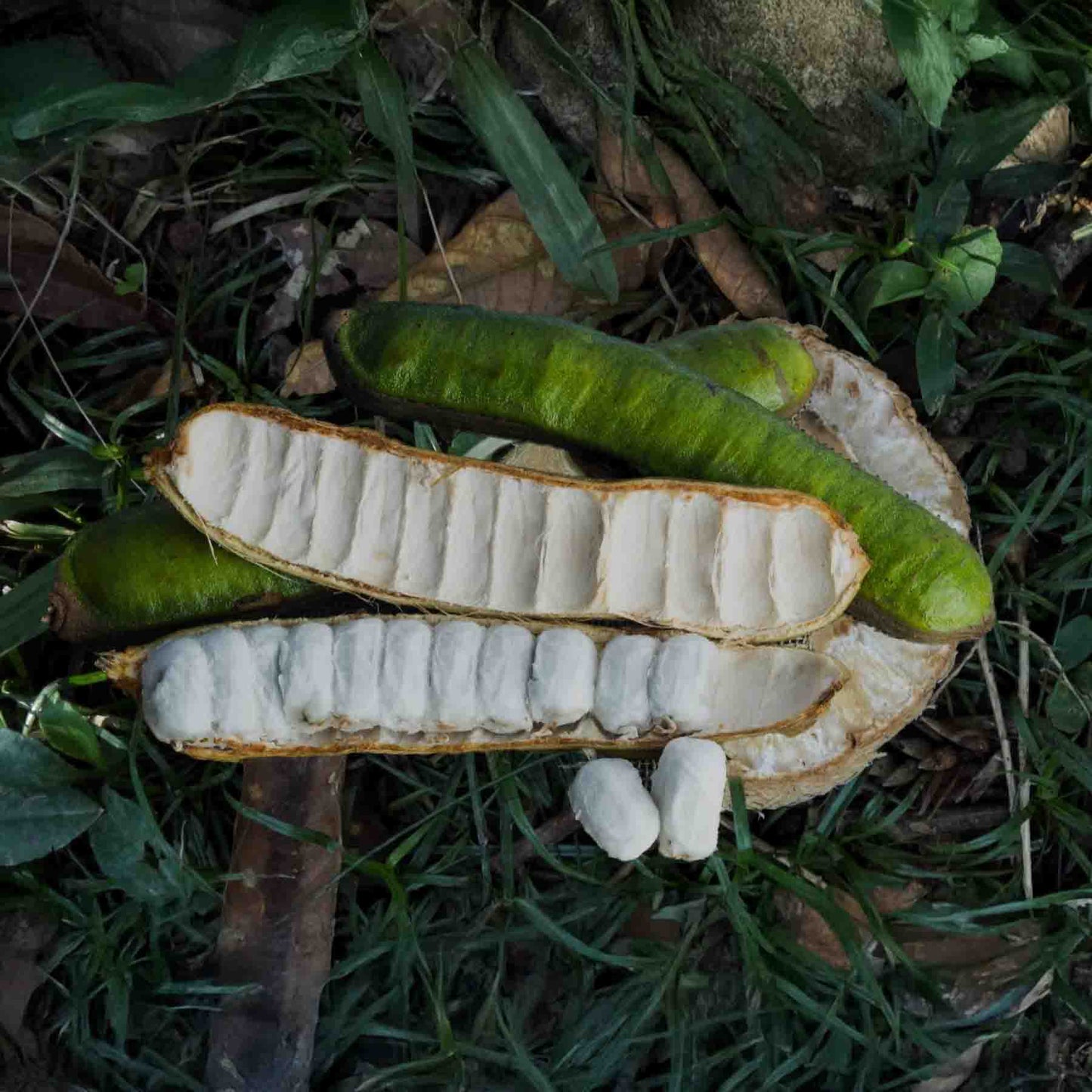 Ingá-cipó (Inga vine) pod on forest floor