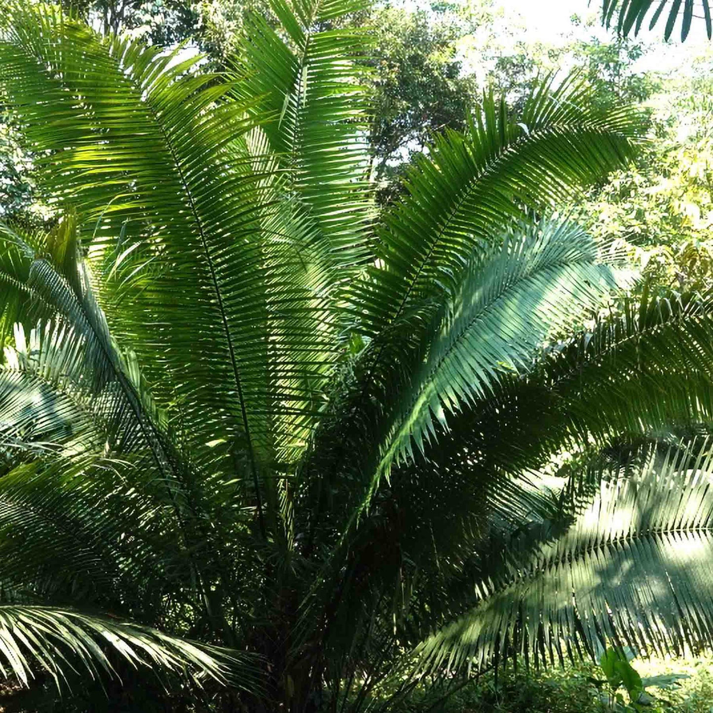 Ivory Nut Palm (Phytelephas macrocarpa). Part of Muka rapé Snuff