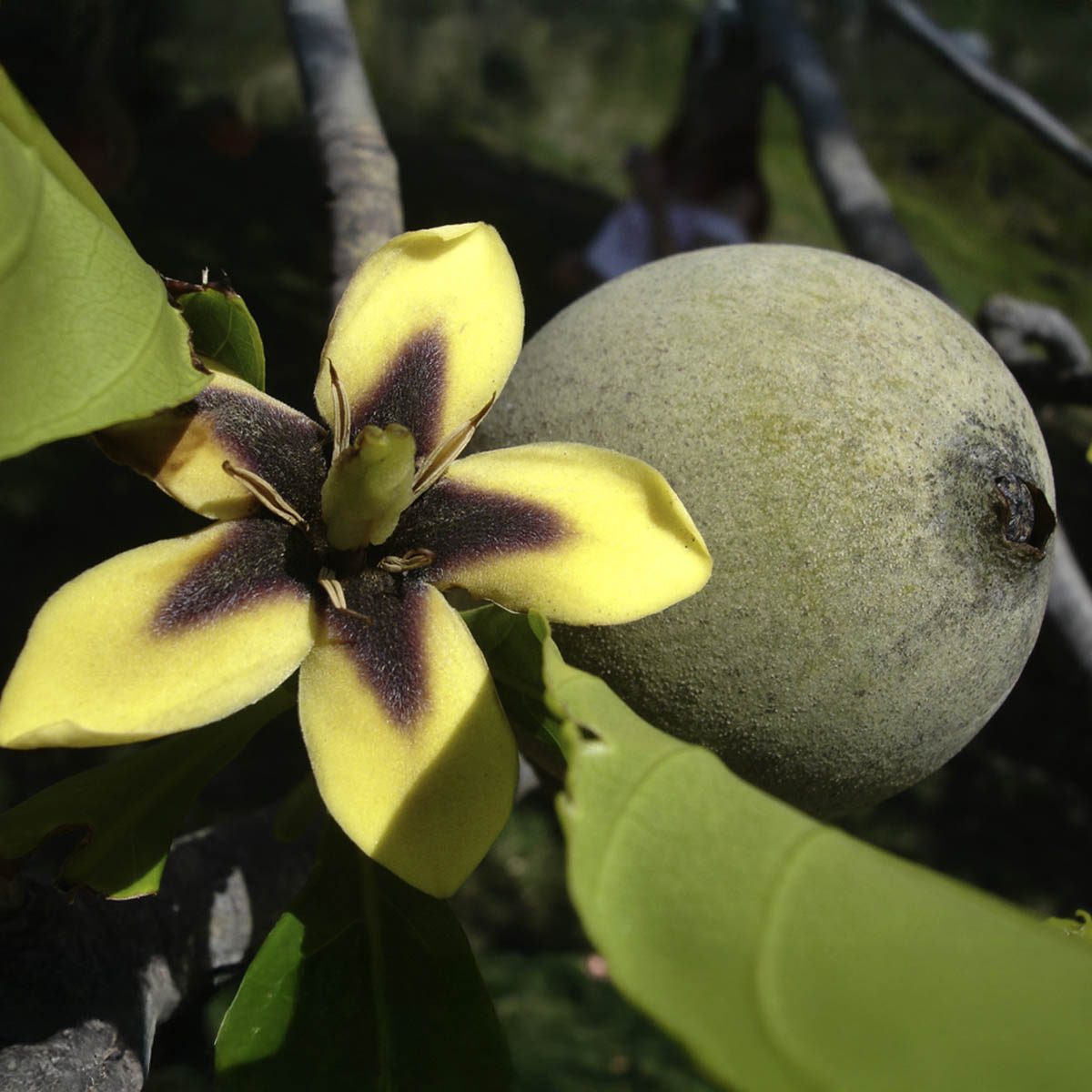 Jenipapo Hapé – Puyanawa Tribe