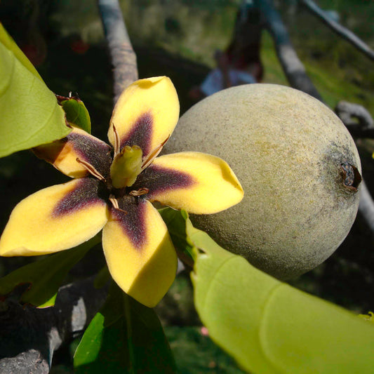 Jenipapo Hapé – Puyanawa Tribe