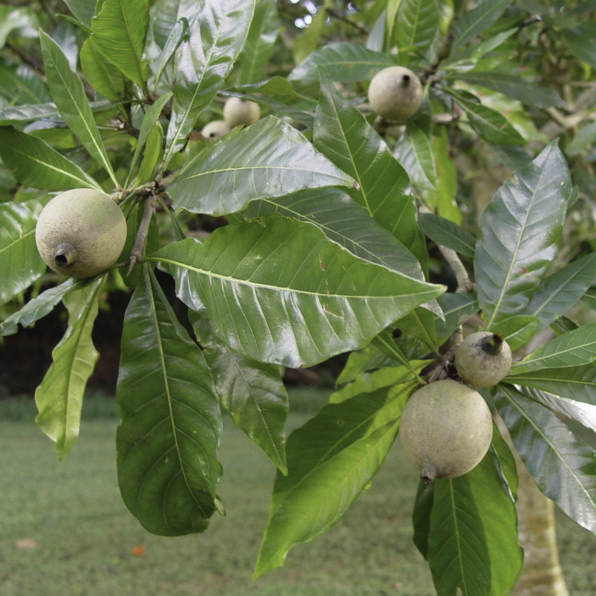 Puyanawa Jenipapo Hapé