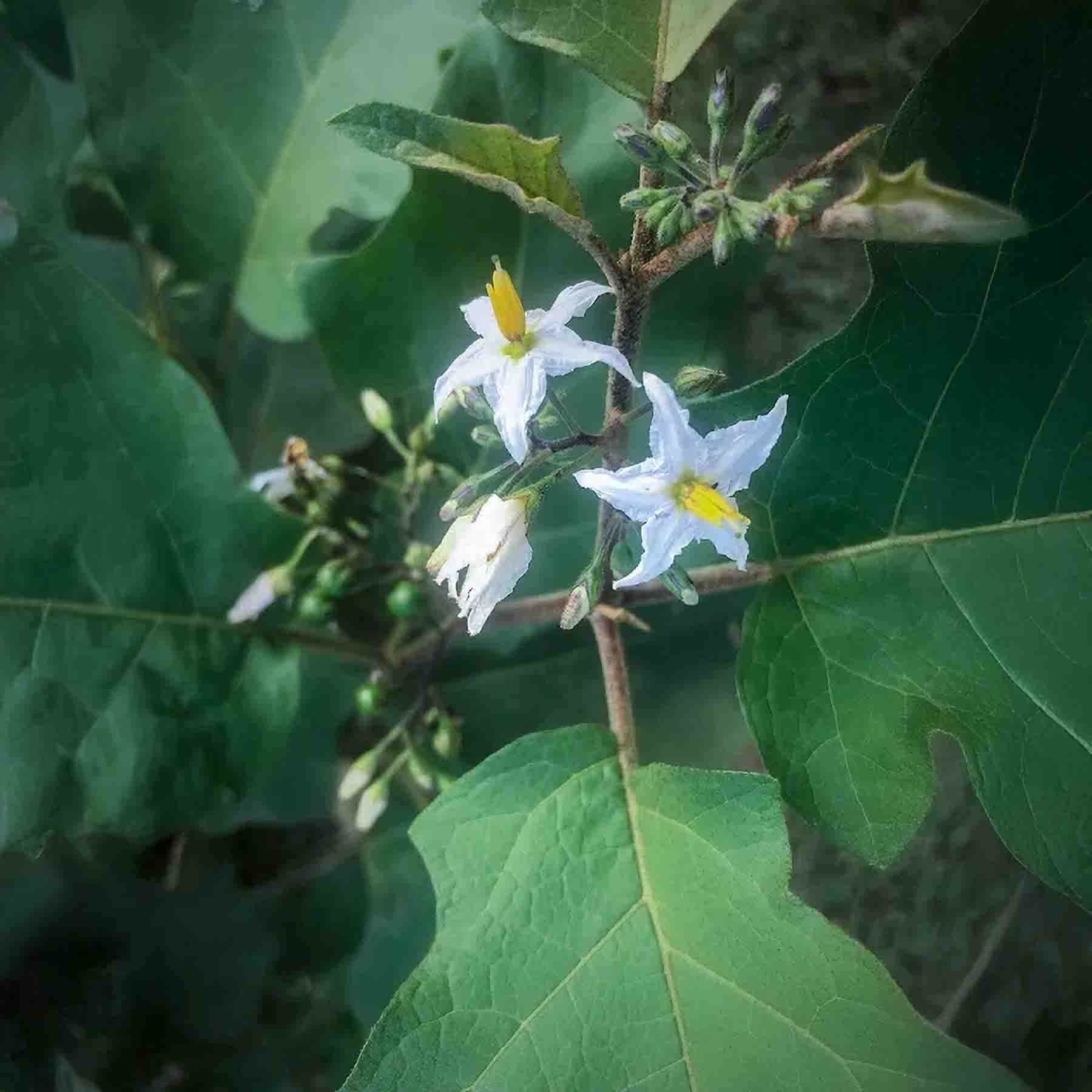 Jurubeba (Solanum paniculatum) Flower for Veia de Pajé Hapé (Rapé)