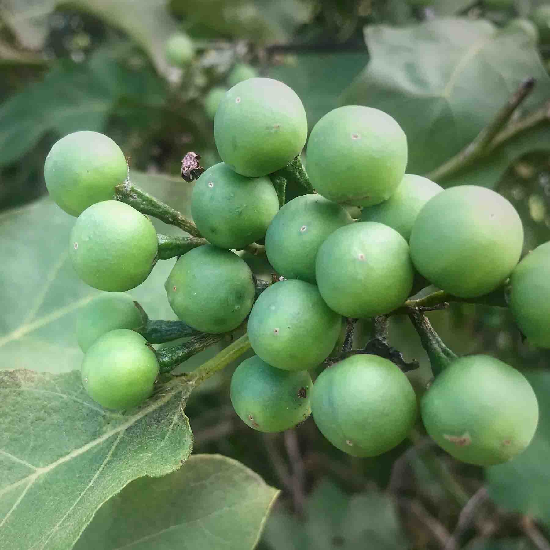 Jurubeba (Solanum paniculatum) Fruit for Veia de Pajé Hapé (Rapé)