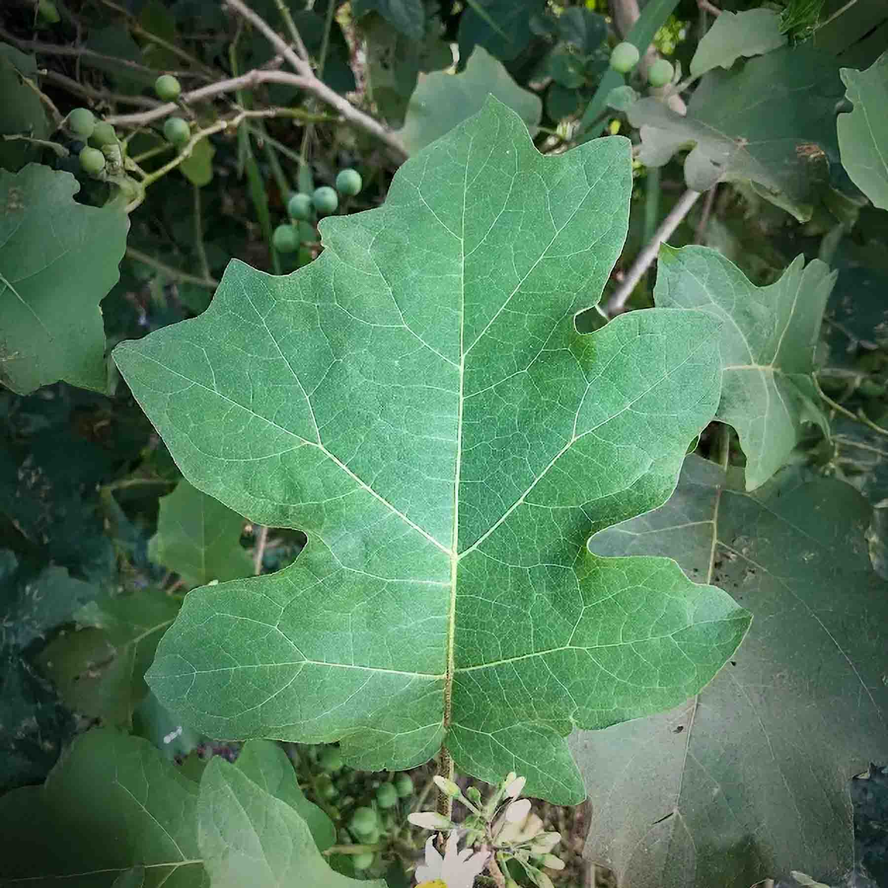 Jurubeba (Solanum paniculatum) Leaf for Veia de Pajé Hapé (Rapé)