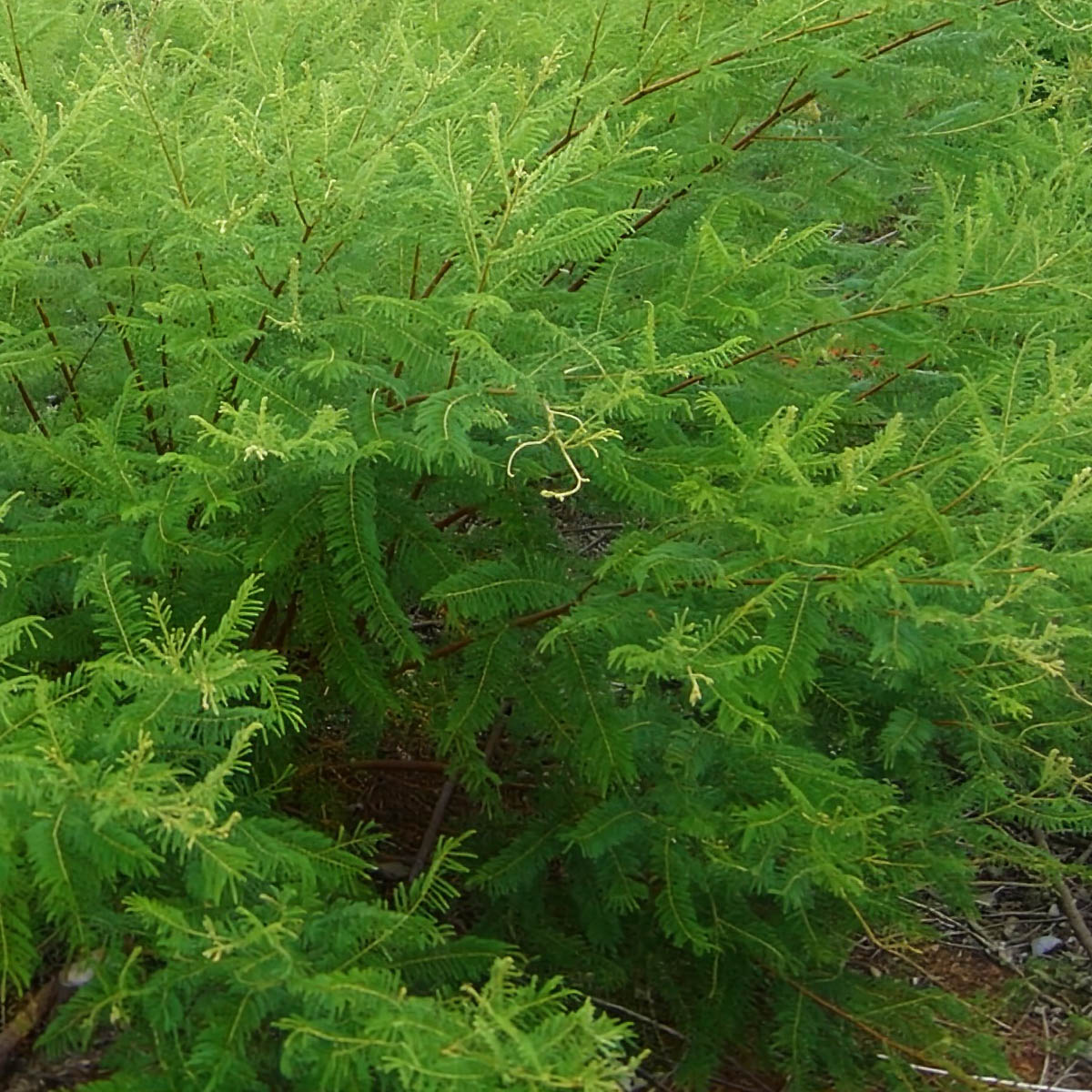 Mimosa verrucosa (Jurema) shrub with feathery foliage, botanical ingredient in Katukina Jurema rapé